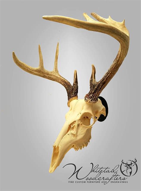 Amazon.com: Metal Deer Skull Mounts